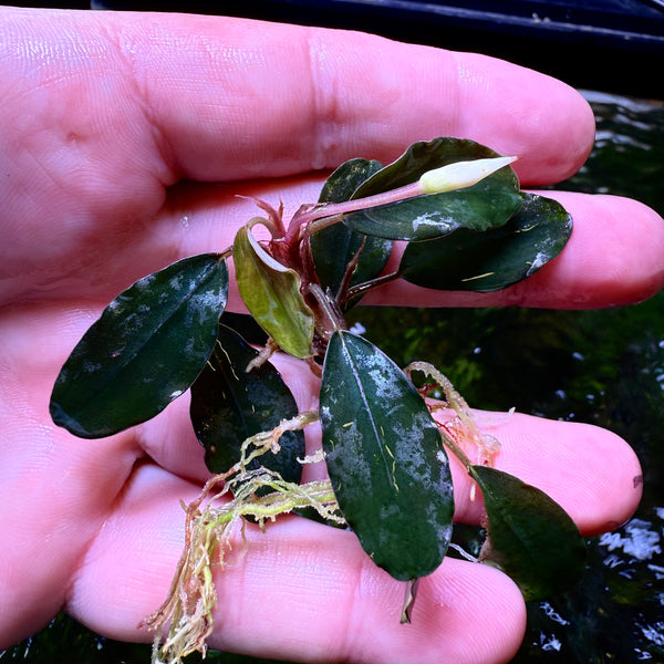Bucephalandra Silat Purple – Chichi's Planted Dreams Bucephalandra Silat Purple – Chichi's Planted Dreams