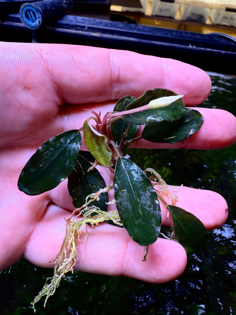 Bucephalandra Silat Purple