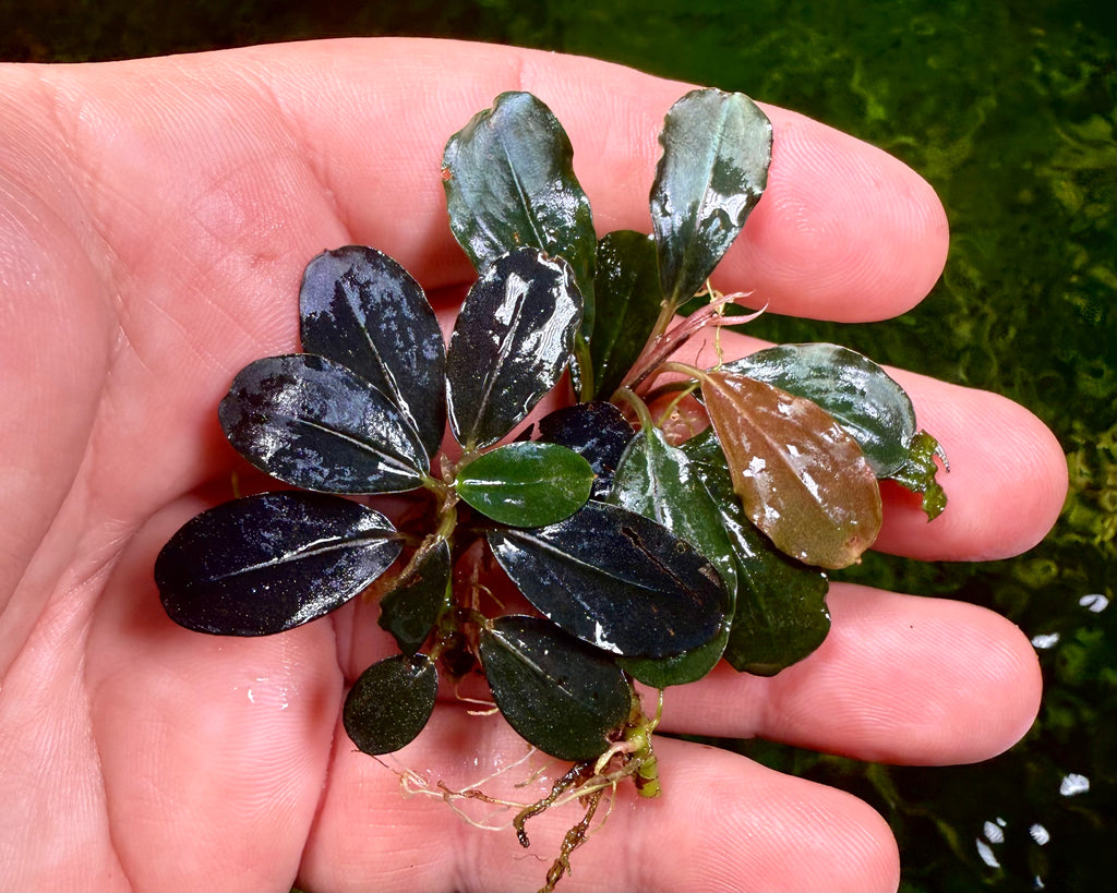 水草 Bucephalandra sp. Silat Cricle 水草 Bucephalandra sp. Silat Cricle 水草 Bucephalandra sp. Silat