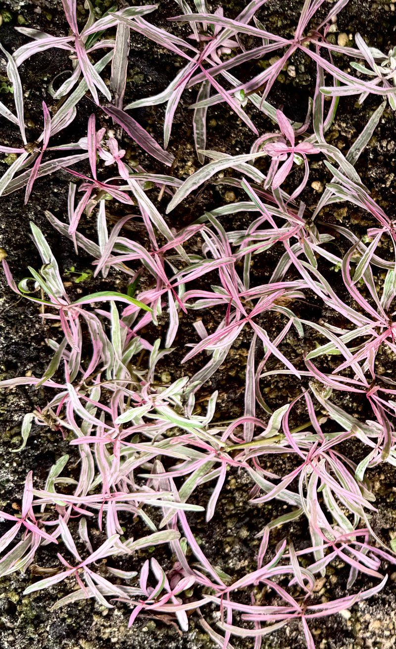 Hygrophila Araguaia Sp Chai