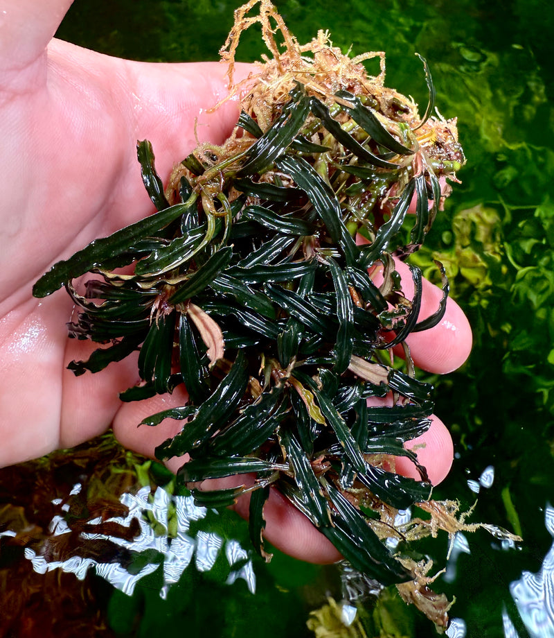 Bucephalandra Dark Velvet