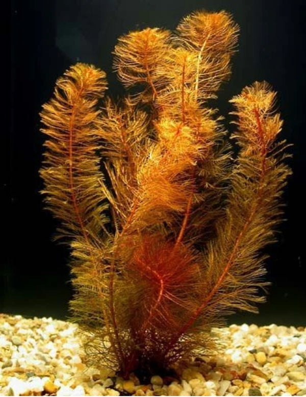 Myrio Red (Myriophyllum sp. “Red”)