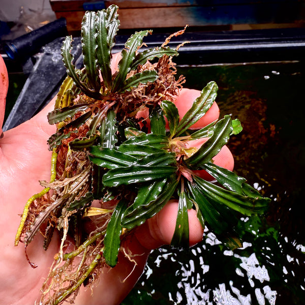 FullSizeRender_c7a8f8c9-631d-