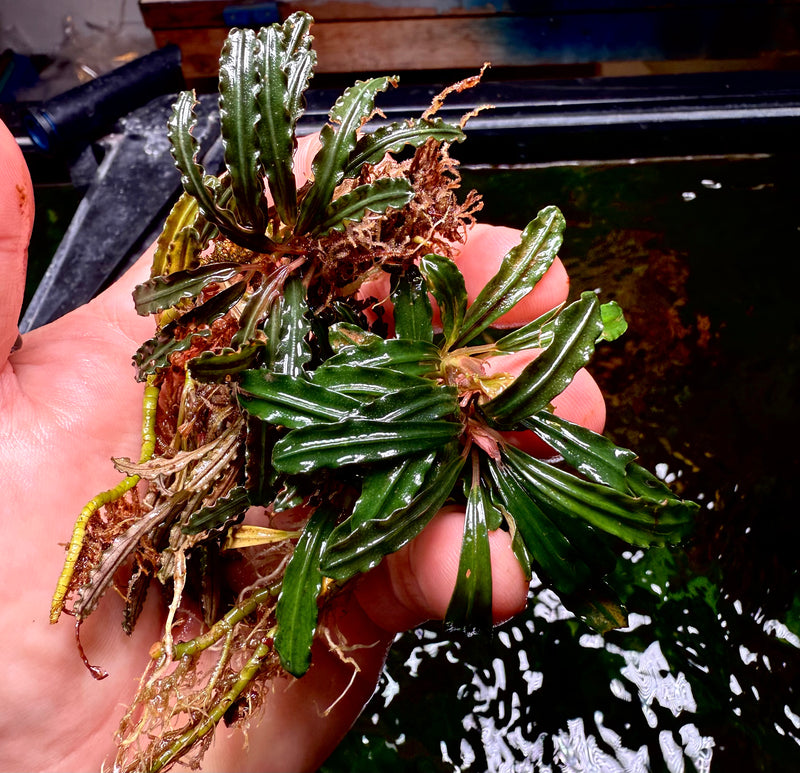 Bucephalandra Godzilla clumps