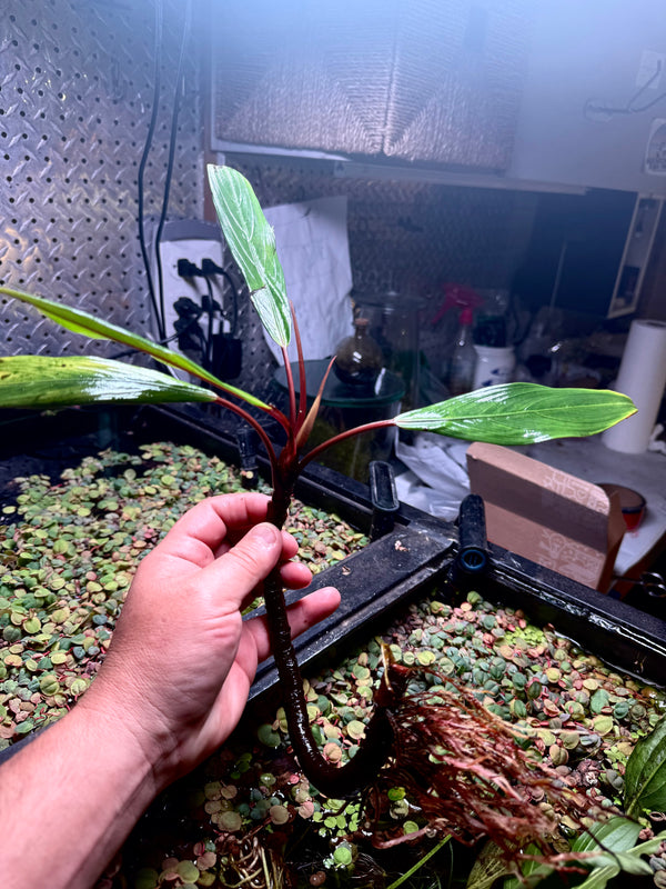 Bucephalandra Goliath