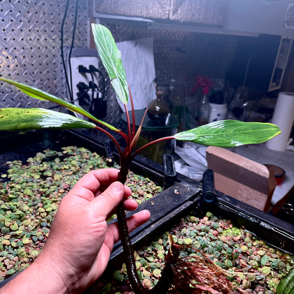 水草 Bucephalandra sp. Gholiat sliver Bucephalandra sp. Gholiat sliver - メルカリ