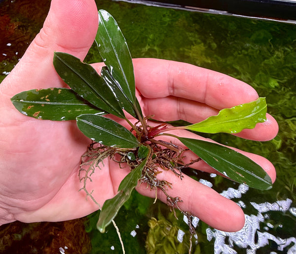 Bucephalandra Red Velvet