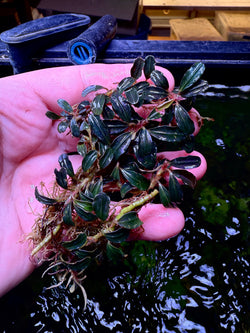 Bucephalandra Amanda
