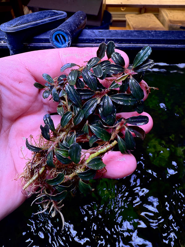 Bucephalandra Amanda