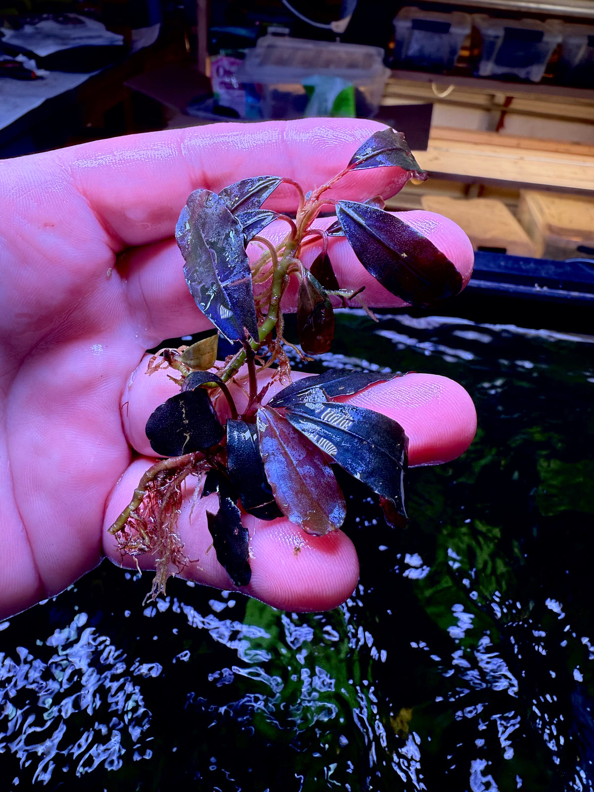 chimera様 BUCEPHALANDRA splendor black Bucephalandra Black Angel – Chichi's Planted Dreams