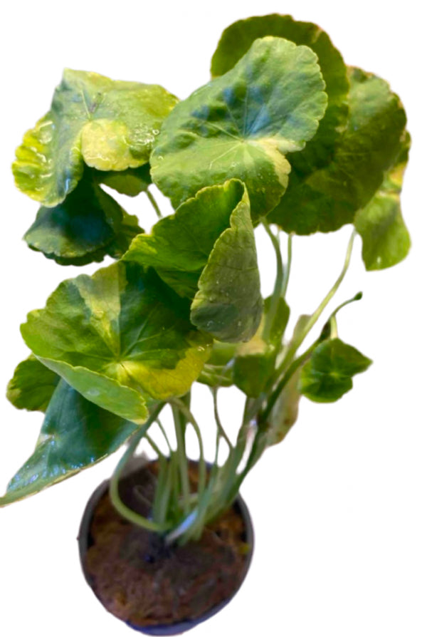 Pennywort variegated rooted and potted