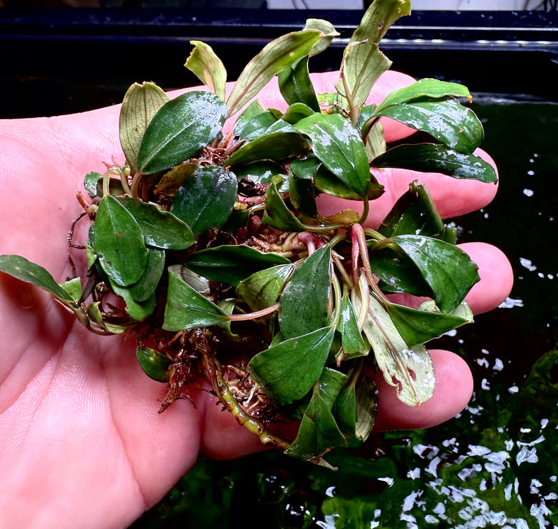 Bucephalandra kir Royale