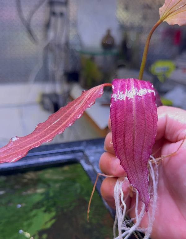 Pink miracle oriental sword large
