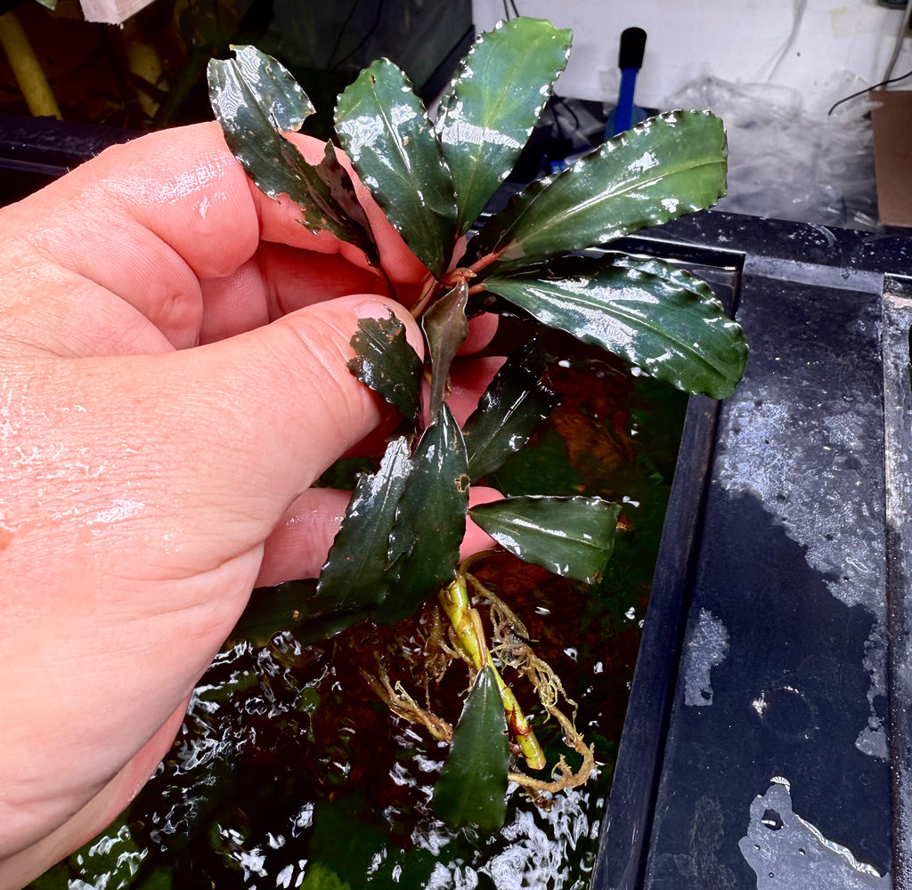 Bucephalandra Vulcan – Chichi's Planted Dreams