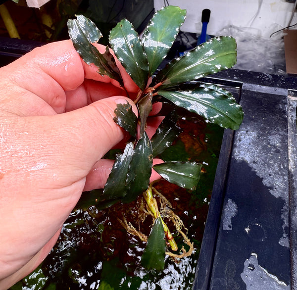 Bucephalandra Vulcan
