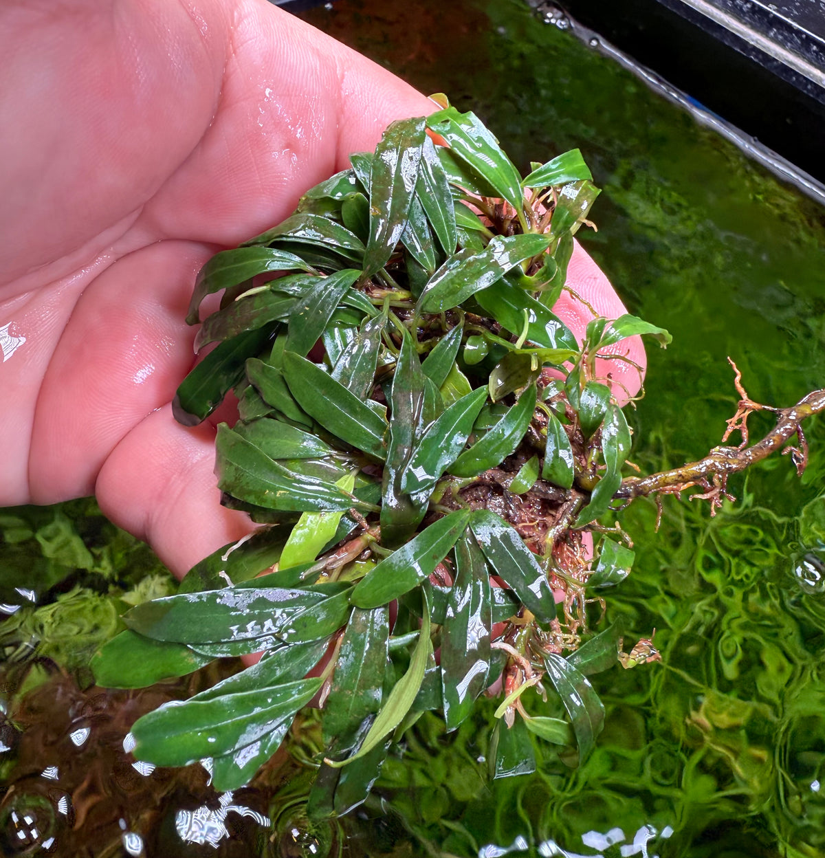Bucephalandra Rhizomes – Page 3 – Chichi's Planted Dreams