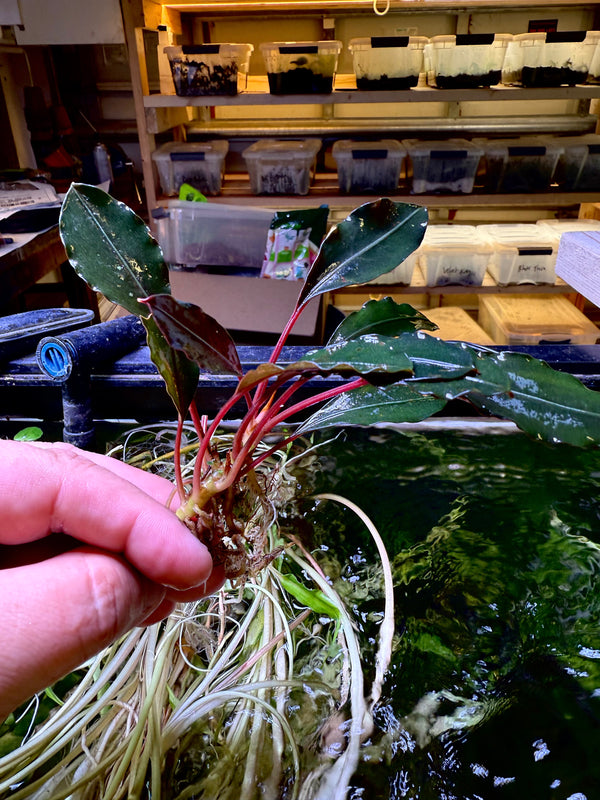 Bucephalandra Pink Lady