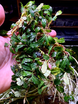 Bucephalandra Brownie Brown