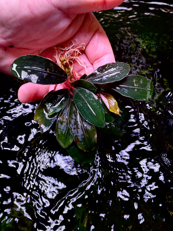 Bucephalandra Blue Devil