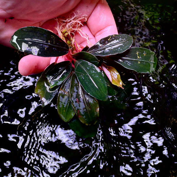 Bucephalandra Blue Devil – Chichi's Planted Dreams