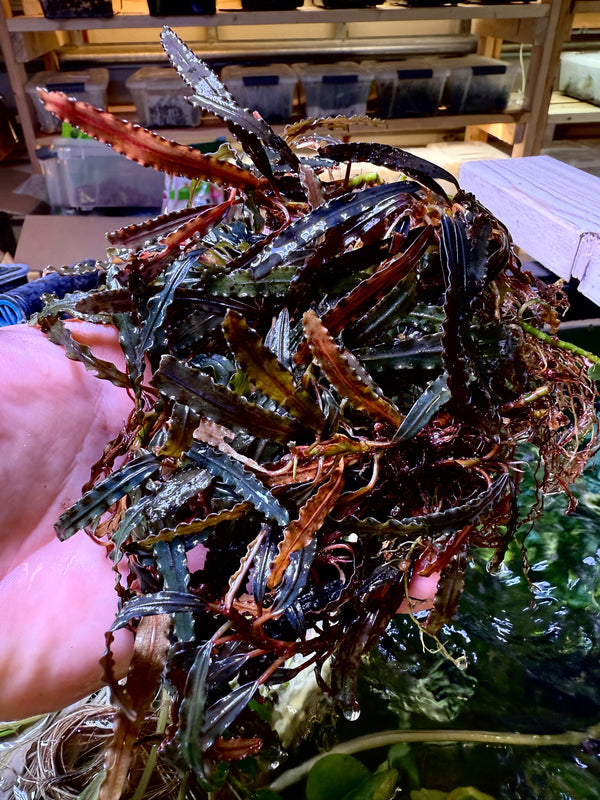 Bucephalandra Red Scorpion