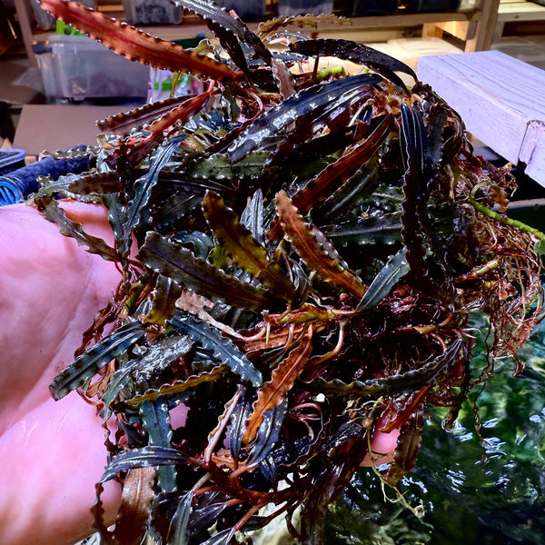 Bucephalandra Red Sword – Chichi's Planted Dreams