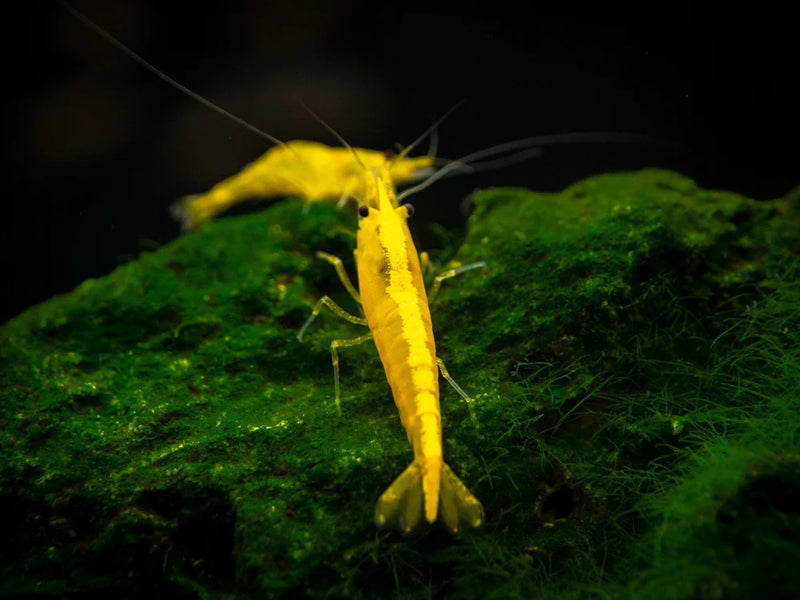 Yellow Neocardina