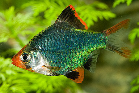 Green Platinum Barb