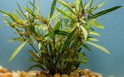 Hygrophila Araguaia