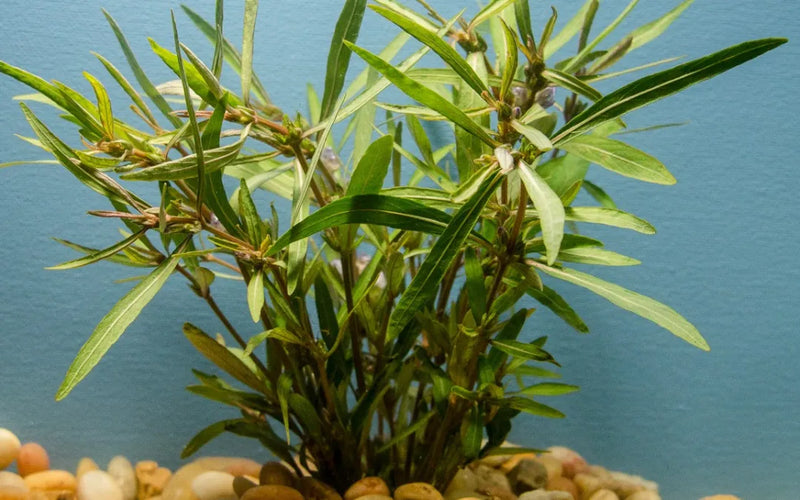 Hygrophila Araguaia