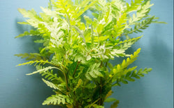 Hygrophila Pinnatifida