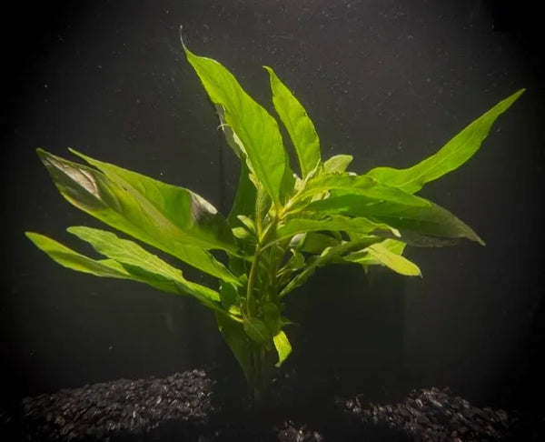 Hygrophila Willow