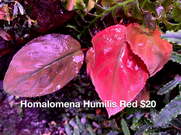 Homalomena Humilis Red