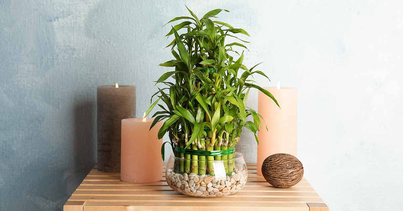 LUCKY BAMBOO, STRAIGHT