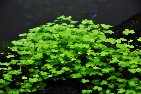 Hydrocotyle Tripartita “Japan”