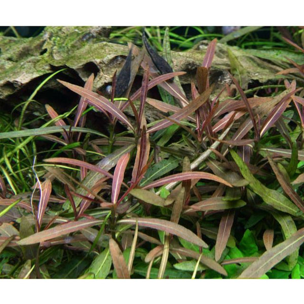 Hygrophila Araguaia Sp Chai