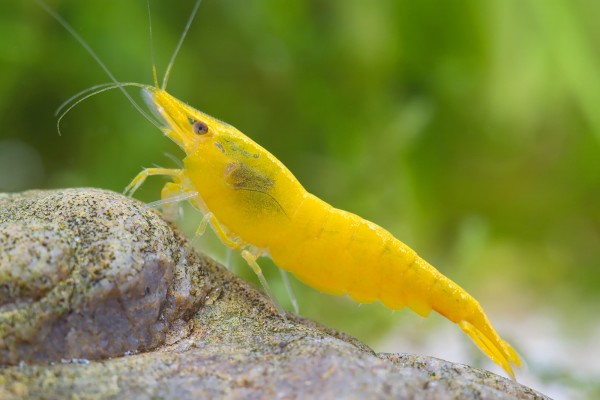 Yellow Neocardina