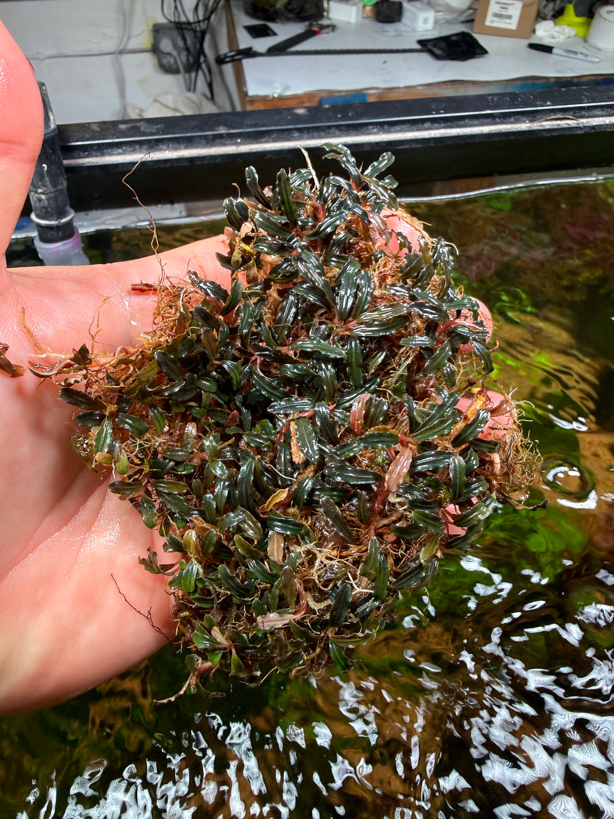 Bucephalandra Rhizomes – Page 2 – Chichi's Planted Dreams