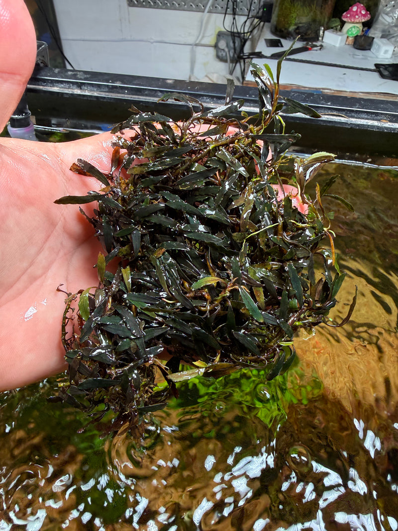 水草 Bucephalandra sp.\"Kudangan\" Bucephalandra sp. 