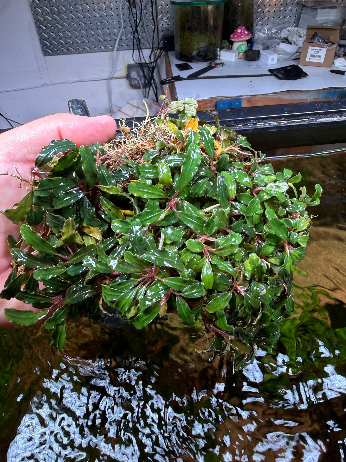 Bucephalandra Clumps – Chichi's Planted Dreams