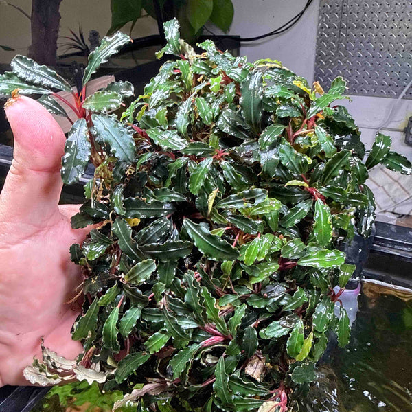 Bucephalandra Red Danger – Chichi's Planted Dreams
