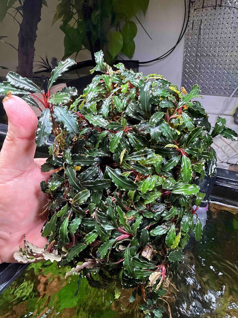 Bucephalandra Red Danger – Chichi's Planted Dreams