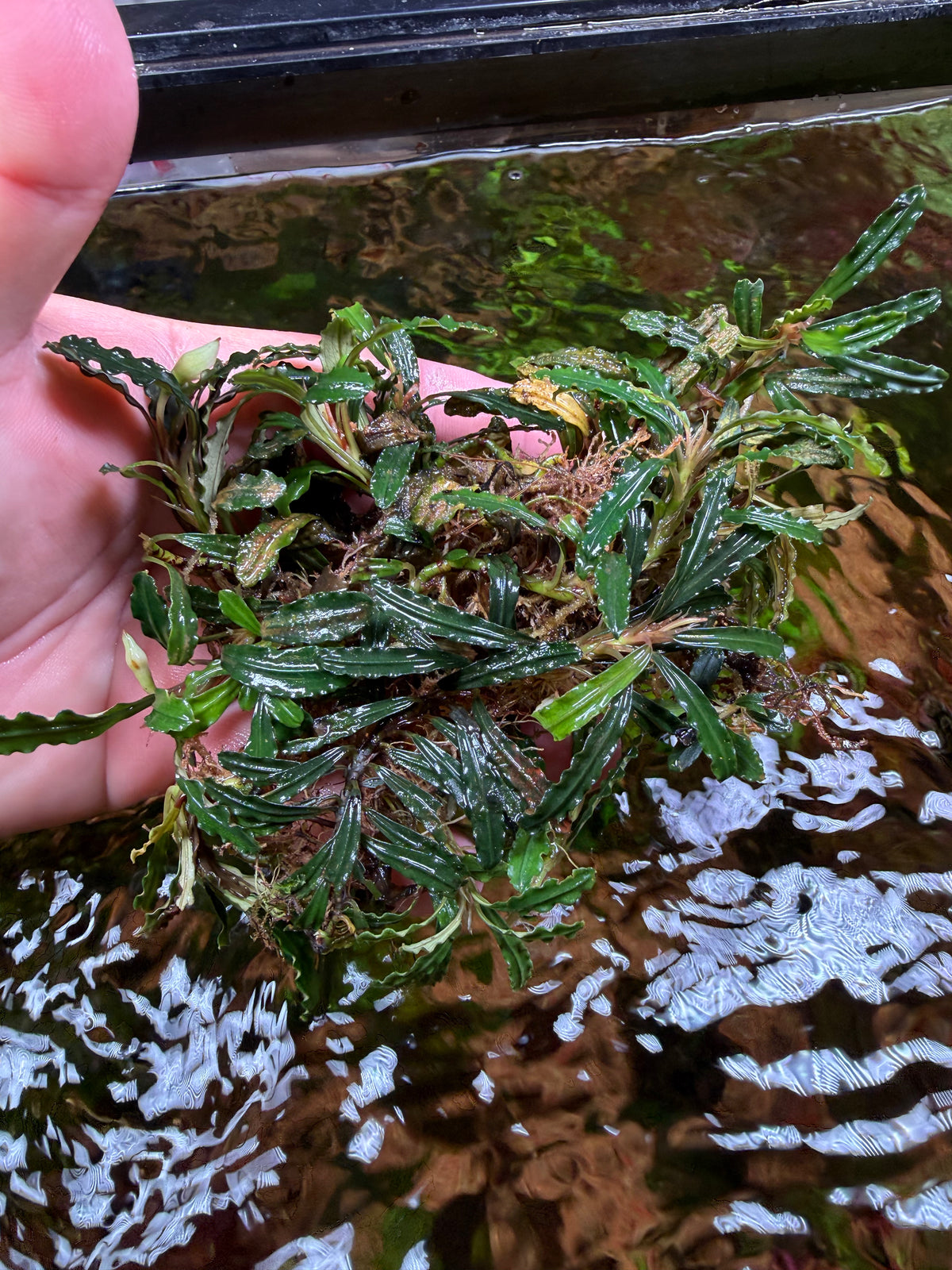 AQUATIC PLANTS – Page 13 – Chichi's Planted Dreams