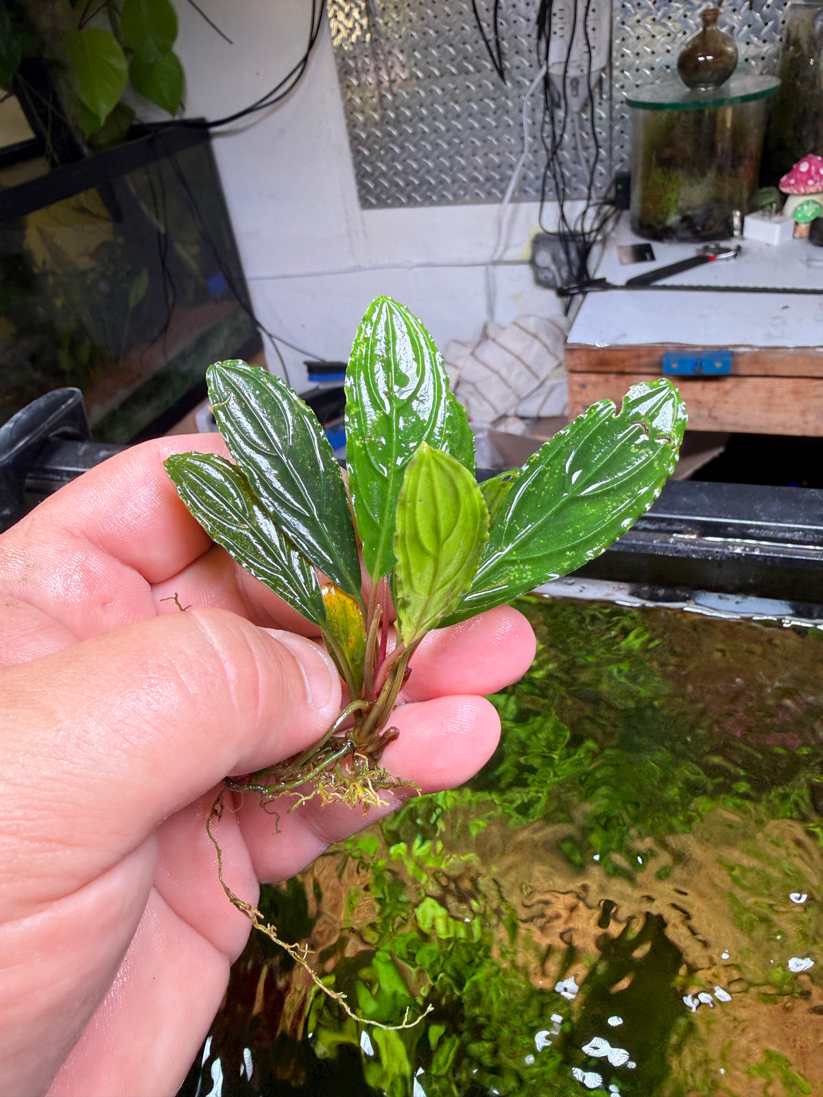 Bucephalandra Rhizomes – Chichi's Planted Dreams