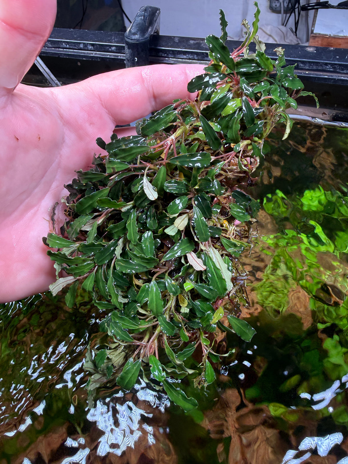Bucephalandra Clumps – Page 2 – Chichi's Planted Dreams