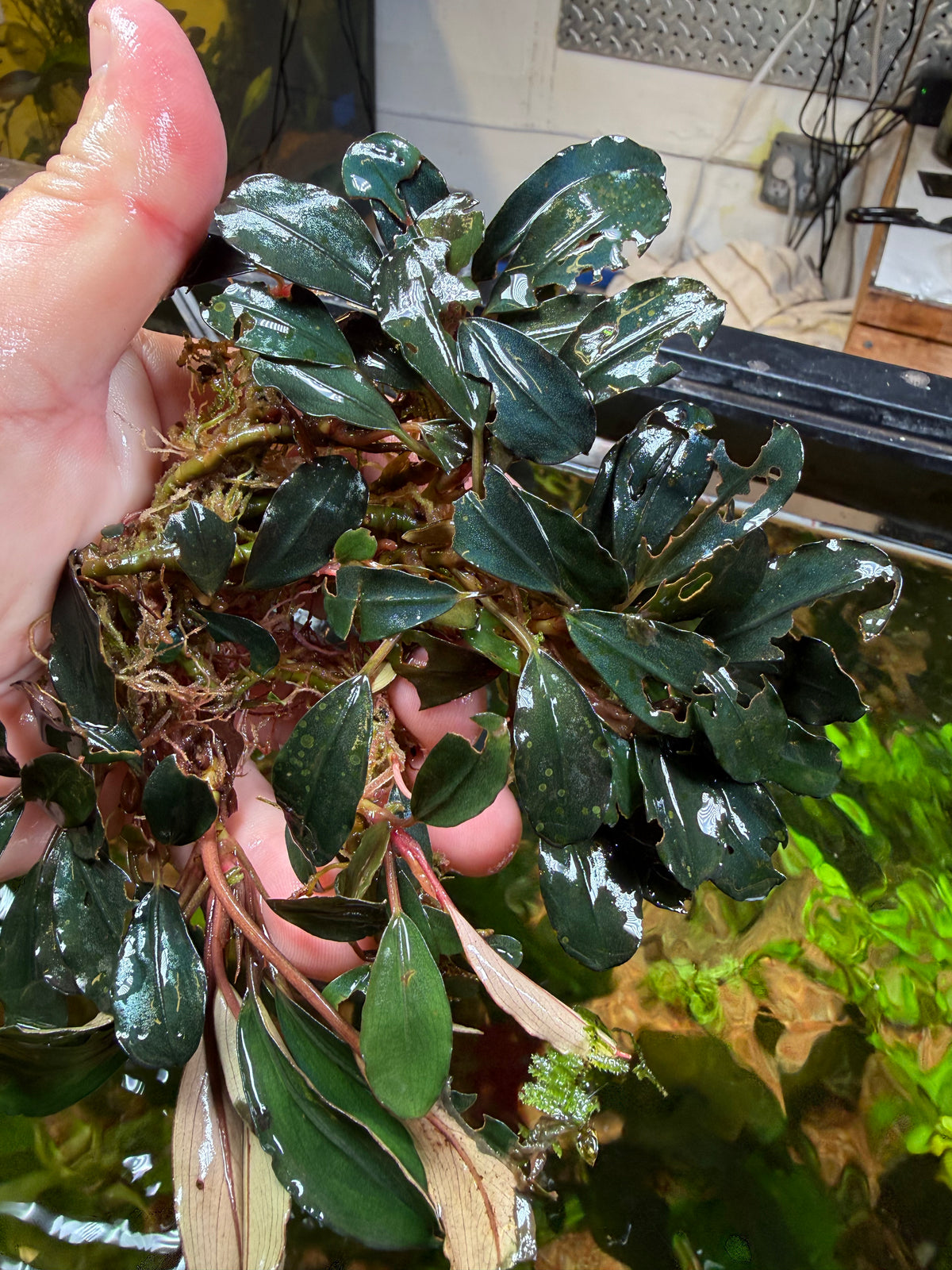 Bucephalandra Clumps – Chichi's Planted Dreams