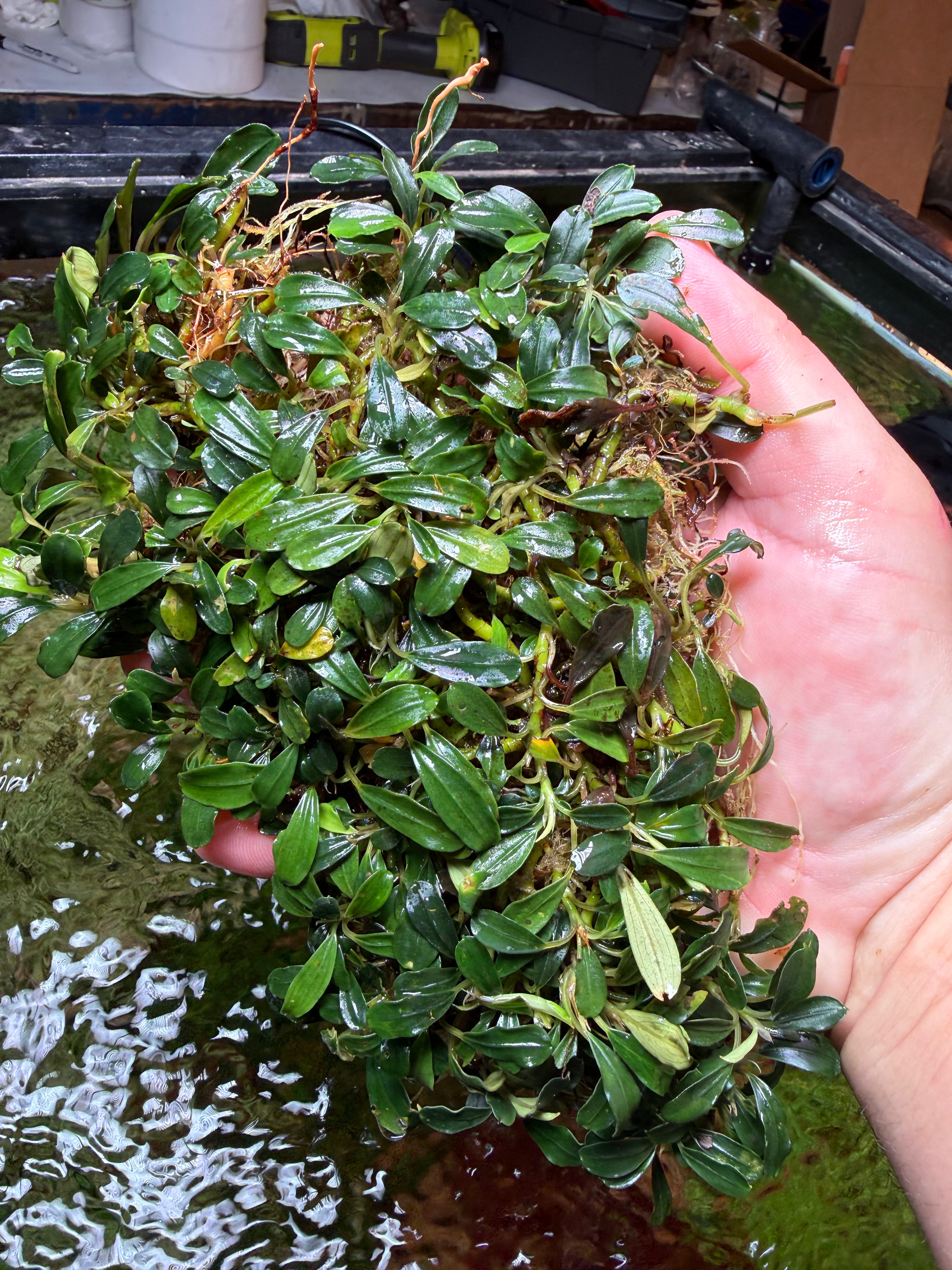 Bucephalandra Brownie Blue – Chichi's Planted Dreams