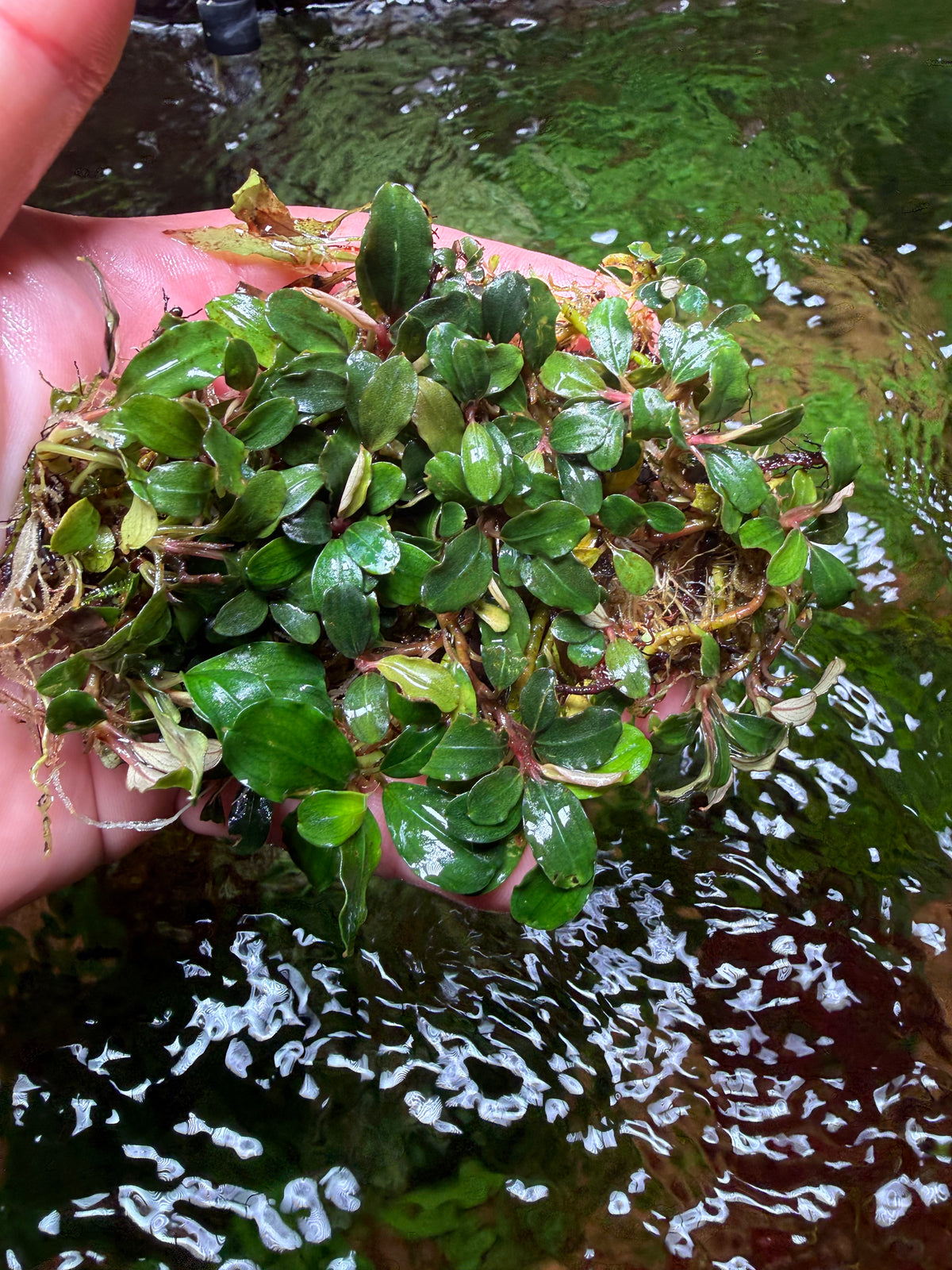 たおBucephalandr 各種 Bucephalandra Rhizomes – Chichi's Planted Dreams