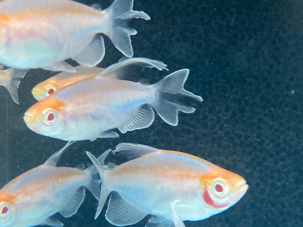 Albino Congo Tetra