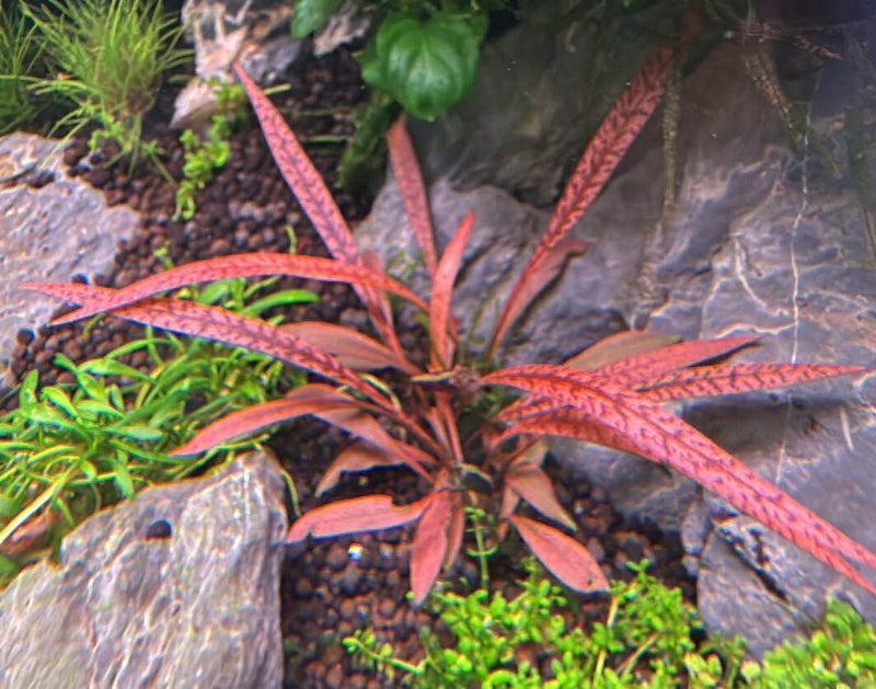 Cryptocoryne Tiger Spiralis